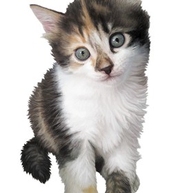 Работы: Котенок